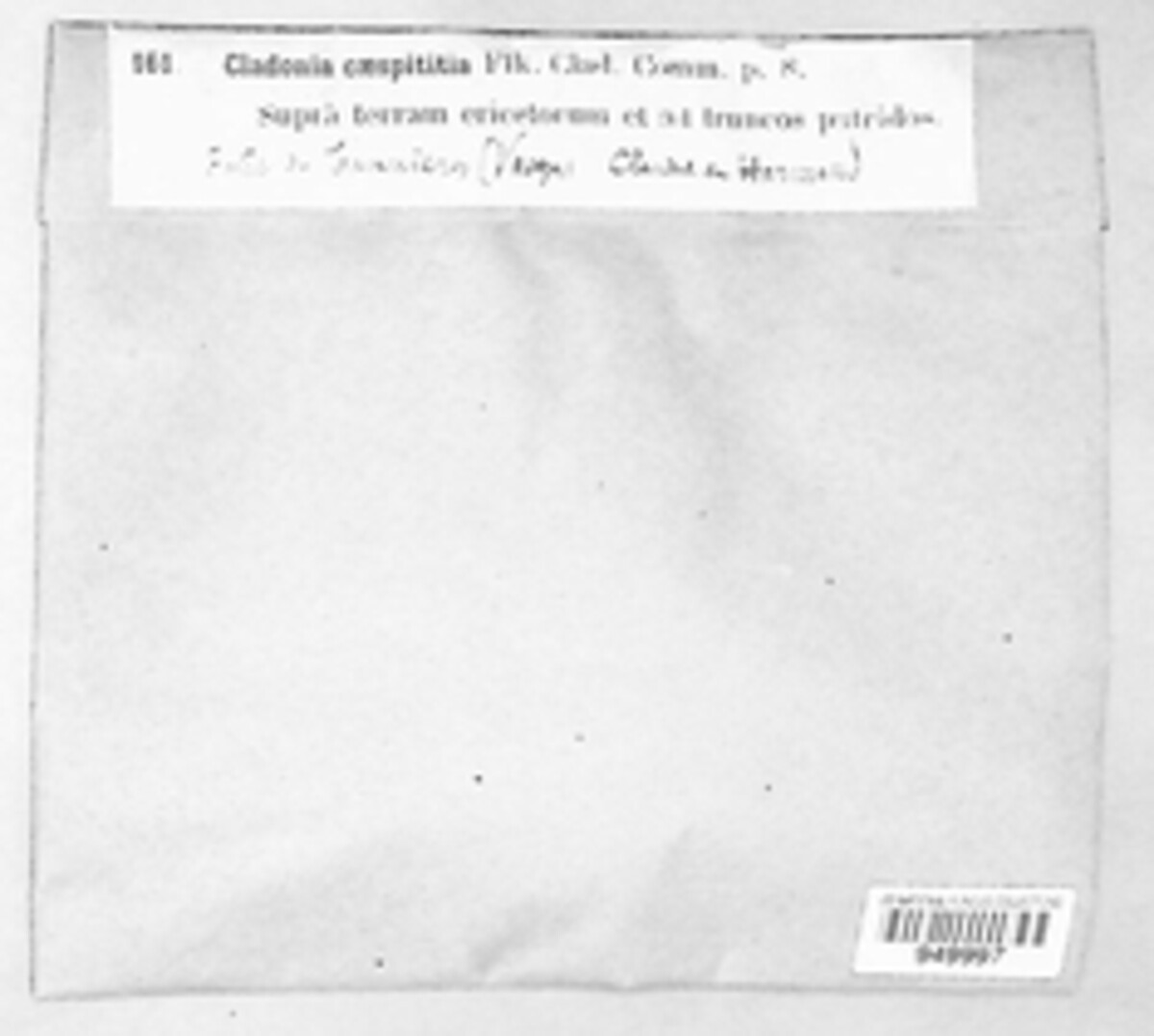 Cladonia caespiticia image